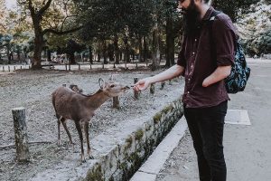 Nara Deer Park. Man feeding a deer.