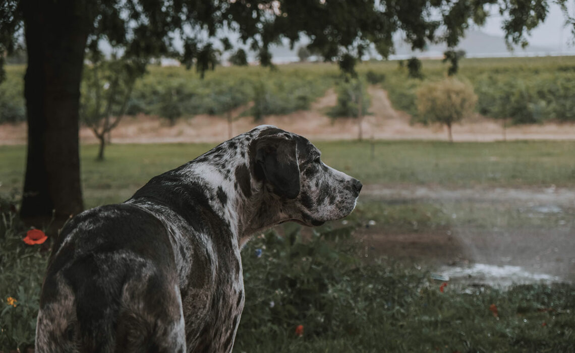 Image of a black and white Great Dane overlooking a garden.