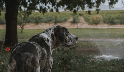 Image of a black and white Great Dane overlooking a garden.